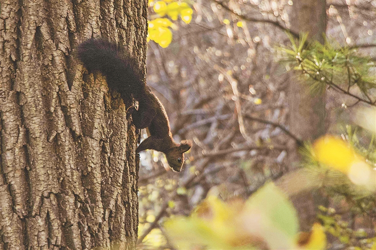 哈医大院内树木