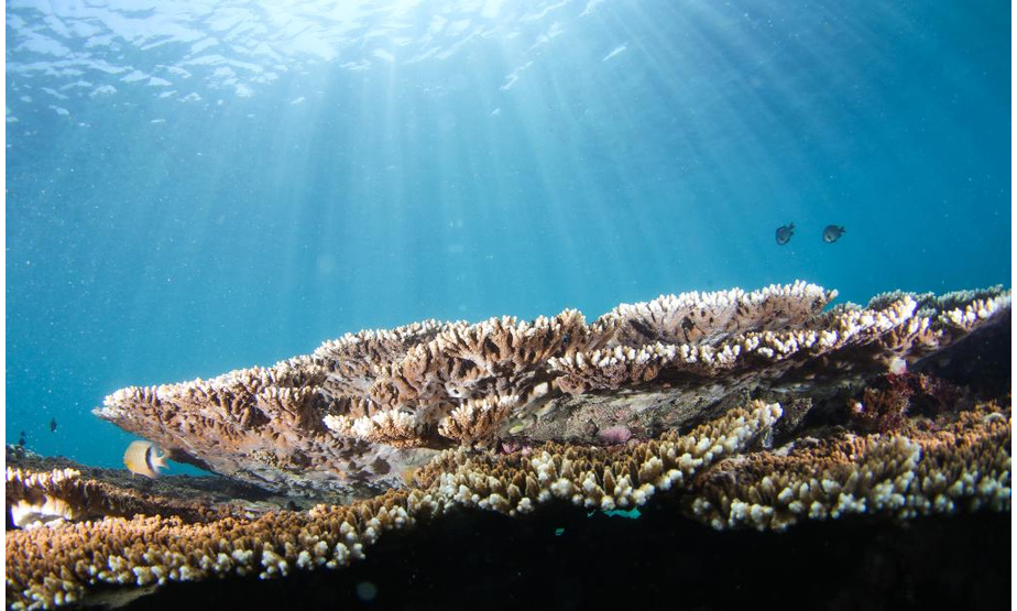 这是在分界洲岛海域拍摄的鹿角珊瑚（9月28日摄）。 