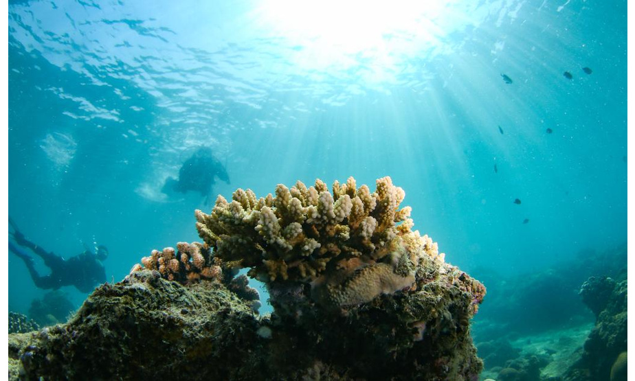 这是在分界洲岛海域拍摄的鹿角珊瑚（9月28日摄）。 分界洲岛位于海南陵水黎族自治县，其周边海域生态系统为典型的珊瑚礁生态系统。分界洲岛开发前，海底珊瑚因不法人员盗采损毁严重，海底生态受到严重破坏。为了有效恢复分界洲岛周边海域海底生态，海南分界洲岛旅游区自2004年起联合海南省海洋与渔业科学院开展珊瑚保育工作，实施珊瑚移植等海洋生态修复工程，带动、吸纳周边渔民到景区就业，降低渔船对海洋生态造成的危害。经过十多年的保护，目前分界洲岛旅游区海域珊瑚覆盖率达34%，部分浅水区域珊瑚覆盖率达到40%-50%，海洋生物也逐渐多了起来。 