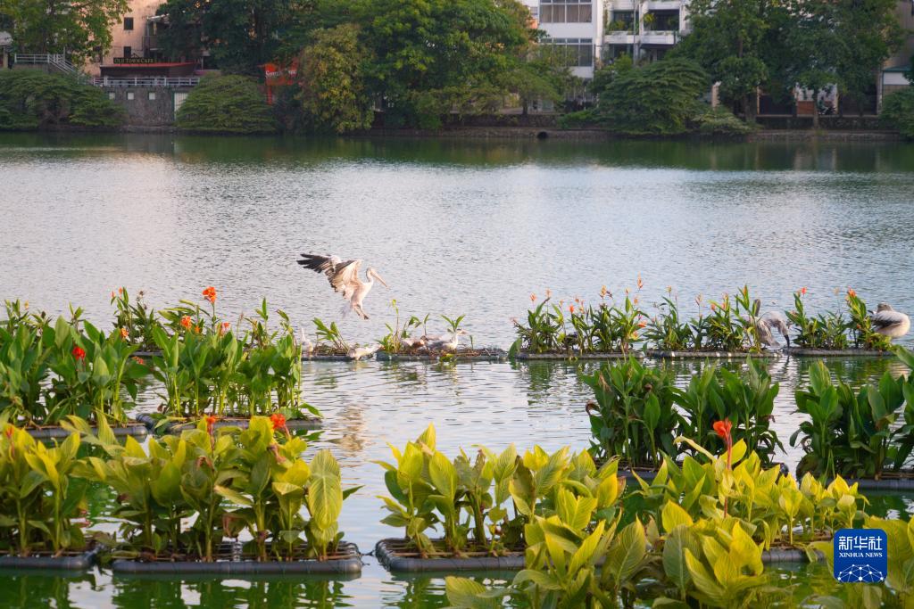这是10月8日在斯里兰卡科伦坡贝拉湖拍摄的斑嘴鹈鹕。新华社记者 唐璐 摄