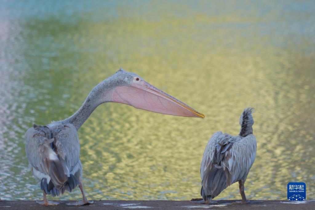 这是10月8日在斯里兰卡科伦坡贝拉湖拍摄的斑嘴鹈鹕。新华社记者 唐璐 摄