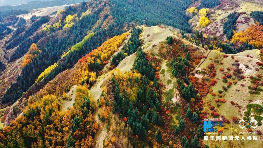 金秋时节，甘肃省张掖市肃南裕固族自治县马蹄寺景区美景如画。马蹄寺位于甘肃省张掖市肃南裕固族自治县马蹄藏族乡境内，共有70余处窟龛，始建于北凉。马蹄寺因传说中的天马在此饮水落有马蹄印而得名。新华网发（飞手：武雪峰 拍摄：安维斌）