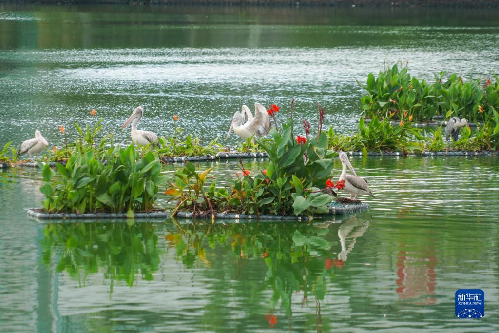 这是9月22日在斯里兰卡科伦坡贝拉湖拍摄的斑嘴鹈鹕。新华社记者 唐璐 摄