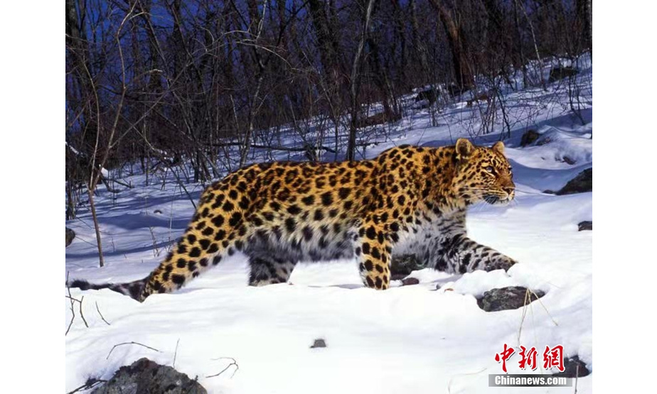资料图为远红外相机拍摄的东北豹照片。 中新社发 东北虎豹国家公园管理局 供图