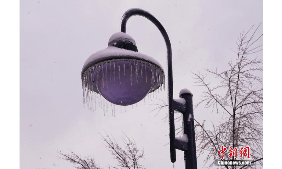 11月9日，哈尔滨市，路灯挂满冰挂。近日，黑龙江省哈尔滨市，大雪之后，随着气温的上升，雨雪水迅速在各种植物与建筑上凝结成冰，形成哈尔滨历史上罕见的冰挂。 中新社发 孙汉仑 摄