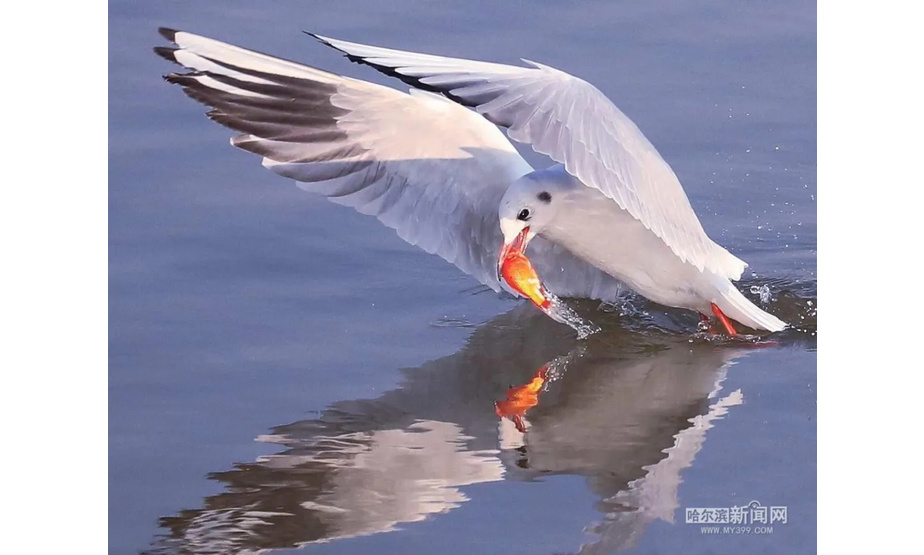近些年随着松花江水质的日趋改善，江中鱼虾丰足，引得越来越多的水鸟江上觅食玩耍。