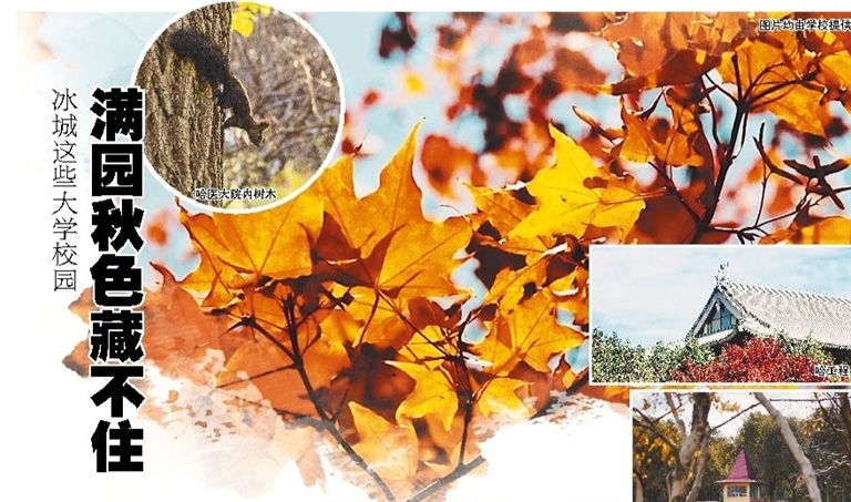 图片均由学校提供