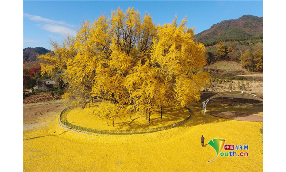 当地时间2021年11月11日，韩国江原道原州市，当地的一颗古银杏树仿佛落了一地叶子，满地金黄。据推测，该银杏树树龄达800年，高34.5米，最大周长14.5米，东西方向37.5米，南北方向31米左右。