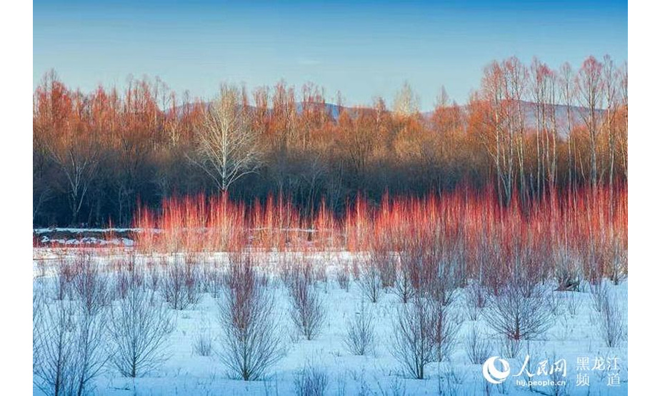 人民网哈尔滨3月8日电 “中国最冷小镇”大兴安岭呼中，今年春天来得比往年要早一些。寒冬洗礼后的“兴安特产”红毛柳用它那红红的笑脸，火一样的激情，传递着春天的信息。

蓝色的冰、白色的雪、红色的柳，梦幻般的景致，在多彩冰河的衬托下秀出春的色彩……冰河红柳成为“最冷小镇”呼中的一道别样风景线，吸引着省内外的观光客和摄影家采风拍摄。

呼中区位于大兴安岭伊勒呼里山北麓，总面积96万公顷，年平均气温-4.3℃，历史最低温度是-53℃，平均海拔810米，每年-40℃以下的气温达30多天，有“中国最冷小镇”“红毛柳之乡”的美誉。（焦洋、田云祥） 