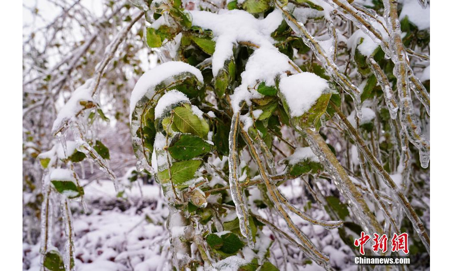 11月9日，哈尔滨市，树枝树叶被冰挂覆盖。近日，黑龙江省哈尔滨市，大雪之后，随着气温的上升，雨雪水迅速在各种植物与建筑上凝结成冰，形成哈尔滨历史上罕见的冰挂。 中新社发 孙汉仑 摄