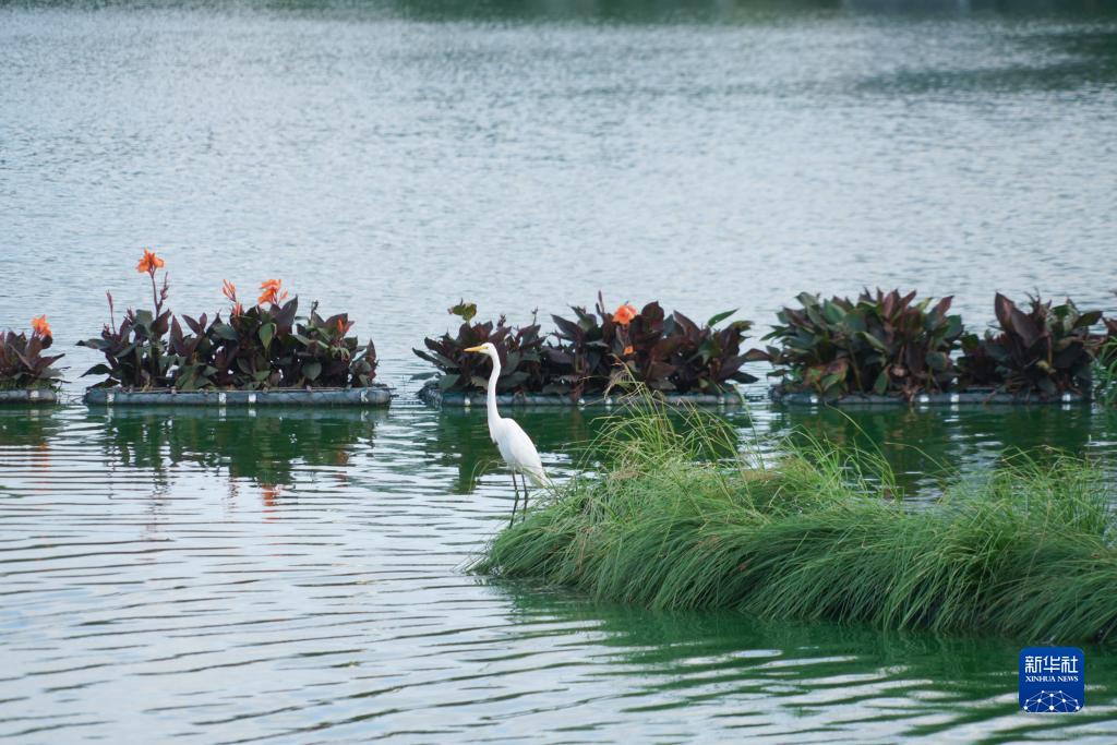 这是10月8日在斯里兰卡科伦坡贝拉湖拍摄的苍鹭。新华社记者 唐璐 摄