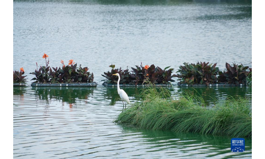 这是10月8日在斯里兰卡科伦坡贝拉湖拍摄的苍鹭。新华社记者 唐璐 摄