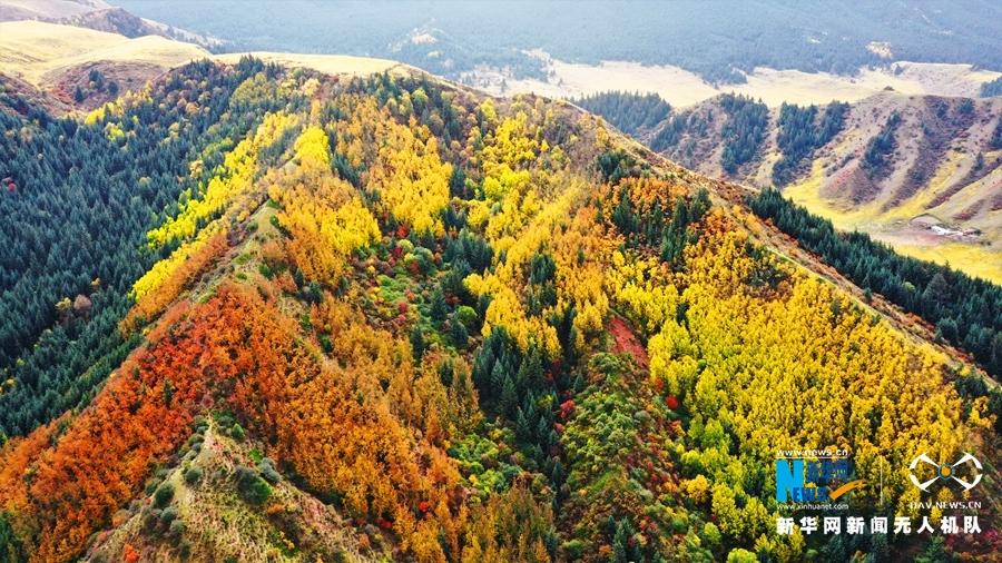金秋时节，甘肃省张掖市肃南裕固族自治县马蹄寺景区美景如画。马蹄寺位于甘肃省张掖市肃南裕固族自治县马蹄藏族乡境内，共有70余处窟龛，始建于北凉。马蹄寺因传说中的天马在此饮水落有马蹄印而得名。新华网发（飞手：武雪峰 拍摄：安维斌）
