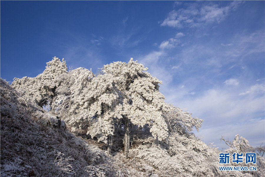 11月29日，在霍山县大化坪镇青枫岭村拍摄的雾凇景观。