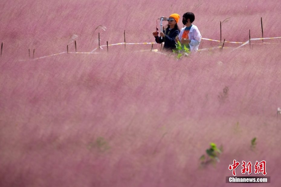 10月12日，江苏省南京市雨花台区三桥湿地公园内，盛开的粉黛乱子草曼妙轻盈，如烟似雾，吸引了不少市民和游客前来欣赏“粉色花海”。中新社记者 泱波 摄