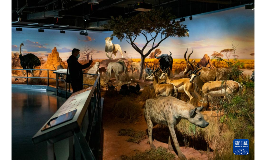 10月13日，游客在澄江化石地世界自然遗产博物馆参观动物标本。新华社记者 陈欣波 摄