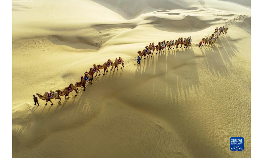 11月29日，一支驼队在库布其沙漠行进（无人机照片）。

　　冬日，位于内蒙古自治区鄂尔多斯市的库布其沙漠壮美而静谧，驼队行走其中，构成一幅沙海画卷。

　　新华社发（王正 摄）