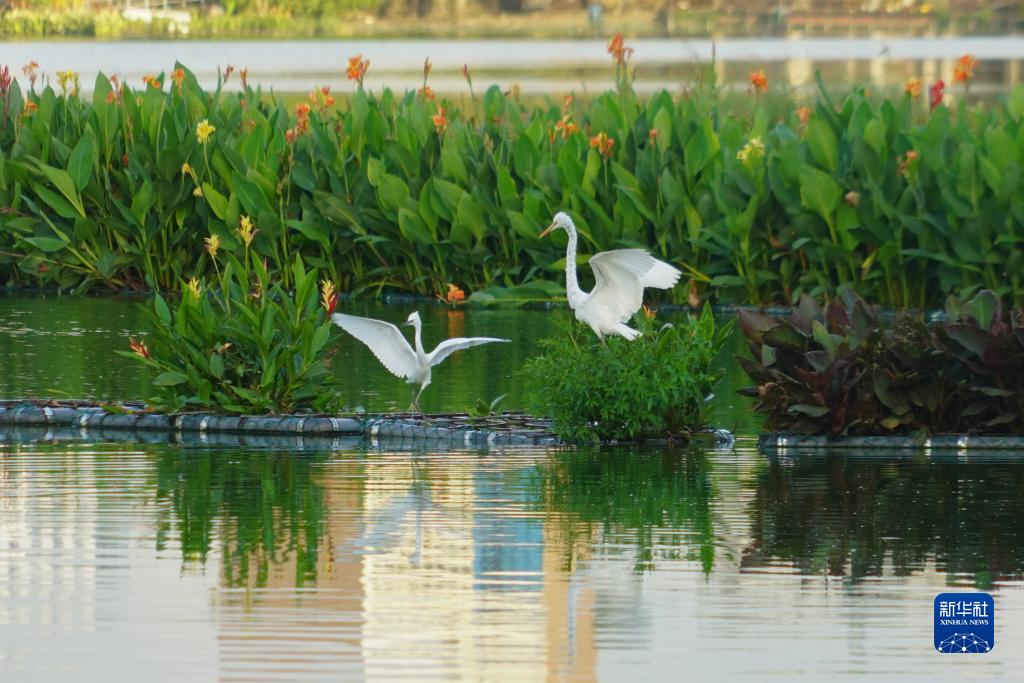 这是9月14日在斯里兰卡科伦坡贝拉湖拍摄的鹭鸶。新华社记者 唐璐 摄