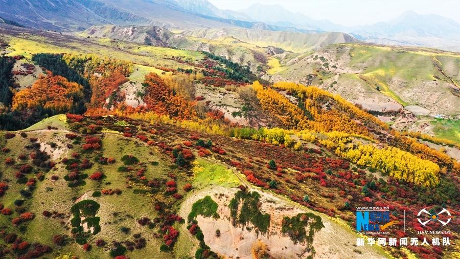金秋时节，甘肃省张掖市肃南裕固族自治县马蹄寺景区美景如画。马蹄寺位于甘肃省张掖市肃南裕固族自治县马蹄藏族乡境内，共有70余处窟龛，始建于北凉。马蹄寺因传说中的天马在此饮水落有马蹄印而得名。新华网发（飞手：武雪峰 拍摄：安维斌）