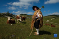 9月8日，斯洛文尼亞維利卡普拉尼那高地的老牧民彼得身著傳統服飾在牧場上遠眺。<br/><br/>　　位于斯洛文尼亞北部的維利卡普拉尼那高地是歐洲現存最大的牧民定居點，早在中世紀已有牧民定居。每到夏季，該地獨特的高原牧場風景和傳統的牧民生活習俗吸引大批徒步旅行愛好者到此觀光。<br/><br/>　　新華社發（澤利科·斯特凡尼奇攝）