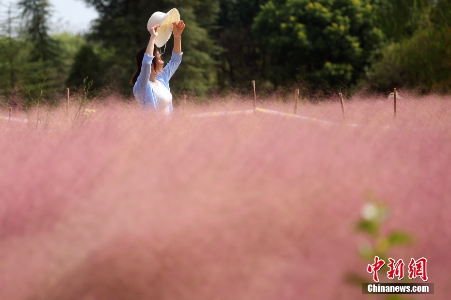 图为市民在粉黛乱子草中间过道上拍摄照片。 中新社记者 泱波 摄 　