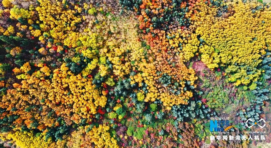 金秋时节，甘肃省张掖市肃南裕固族自治县马蹄寺景区美景如画。马蹄寺位于甘肃省张掖市肃南裕固族自治县马蹄藏族乡境内，共有70余处窟龛，始建于北凉。马蹄寺因传说中的天马在此饮水落有马蹄印而得名。新华网发（飞手：武雪峰 拍摄：安维斌）
