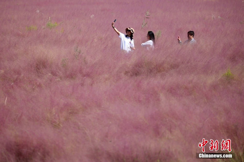图为市民在粉黛乱子草中间过道上拍摄照片。 中新社记者 泱波 摄