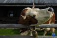 這是9月8日在斯洛文尼亞維利卡普拉尼那高地拍攝的牧民家中飼養的奶牛。<br/><br/>　　位于斯洛文尼亞北部的維利卡普拉尼那高地是歐洲現存最大的牧民定居點，早在中世紀已有牧民定居。每到夏季，該地獨特的高原牧場風景和傳統的牧民生活習俗吸引大批徒步旅行愛好者到此觀光。<br/><br/>　　新華社發（澤利科·斯特凡尼奇攝）