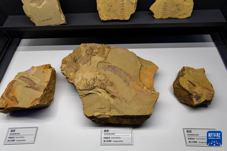 10月14日在澄江化石地世界自然遗产博物馆拍摄的奇虾化石。澄江化石地世界自然遗产博物馆位于云南省玉溪市，是集收藏、研究、展示、教育为一体的大型自然博物馆，以化石为主题阐释生命起源、生命演化和生物多样性等内容。作为我国首个建在化石地遗址上的自然博物馆，该馆收藏了来自世界各地的珍稀古生物化石和现生动物标本6万余件，其中尤以5.2亿年前的澄江生物群为代表，揭示了寒武纪时期的生命演化进程。新华社记者 陈欣波 摄