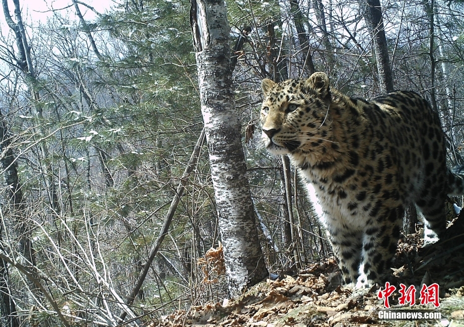 资料图为远红外相机拍摄的东北豹照片。中新社发 吉林省林业和草原局宣传中心 供图