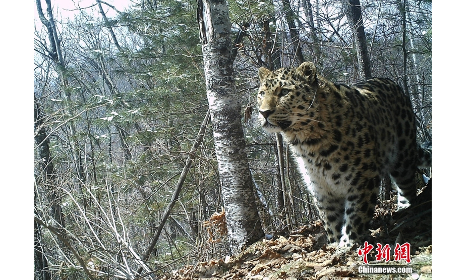 资料图为远红外相机拍摄的东北豹照片。中新社发 吉林省林业和草原局宣传中心 供图