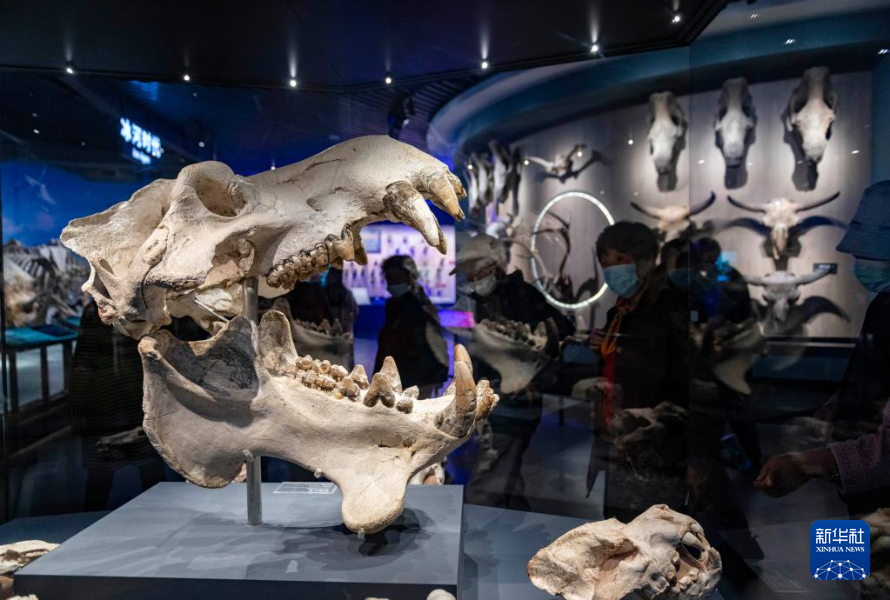 10月14日，游客在澄江化石地世界自然遗产博物馆参观。新华社记者 陈欣波 摄