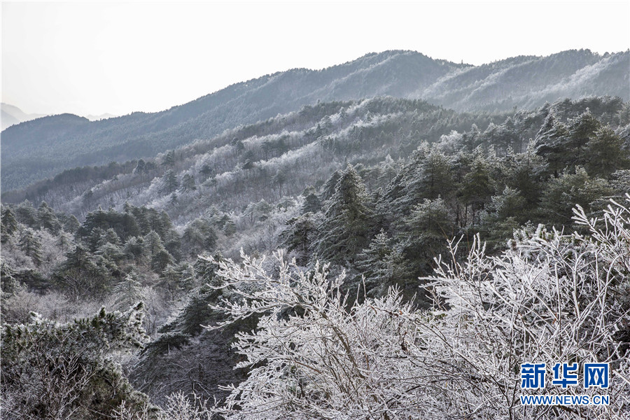11月29日，在霍山县大化坪镇青枫岭村拍摄的雾凇景观。