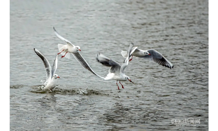 近些年随着松花江水质的日趋改善，江中鱼虾丰足，引得越来越多的水鸟江上觅食玩耍。