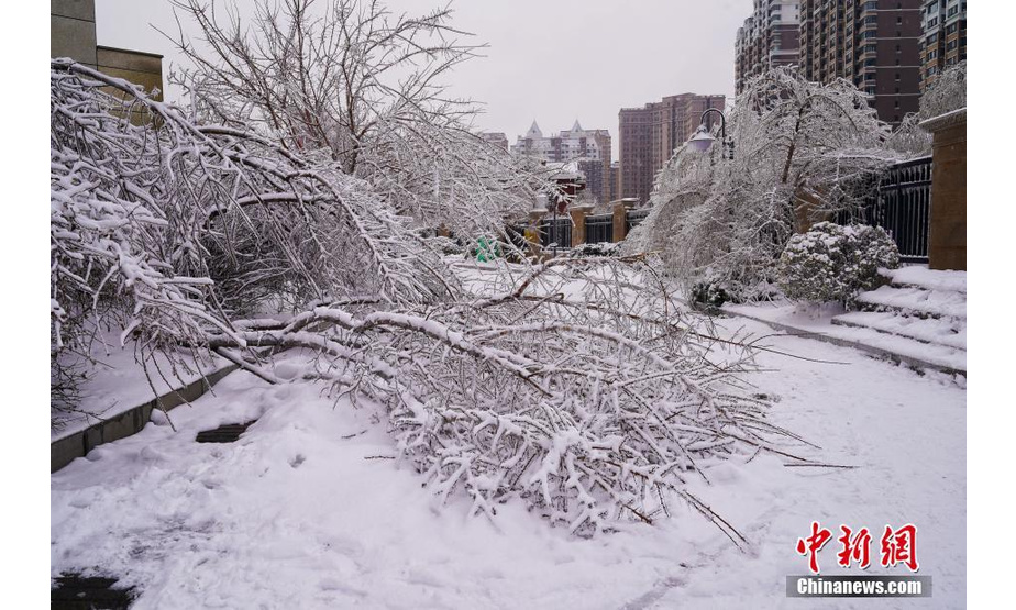 11月9日，哈尔滨市，被冰挂压倒在路边的树。近日，黑龙江省哈尔滨市，大雪之后，随着气温的上升，雨雪水迅速在各种植物与建筑上凝结成冰，形成哈尔滨历史上罕见的冰挂。 中新社发 孙汉仑 摄