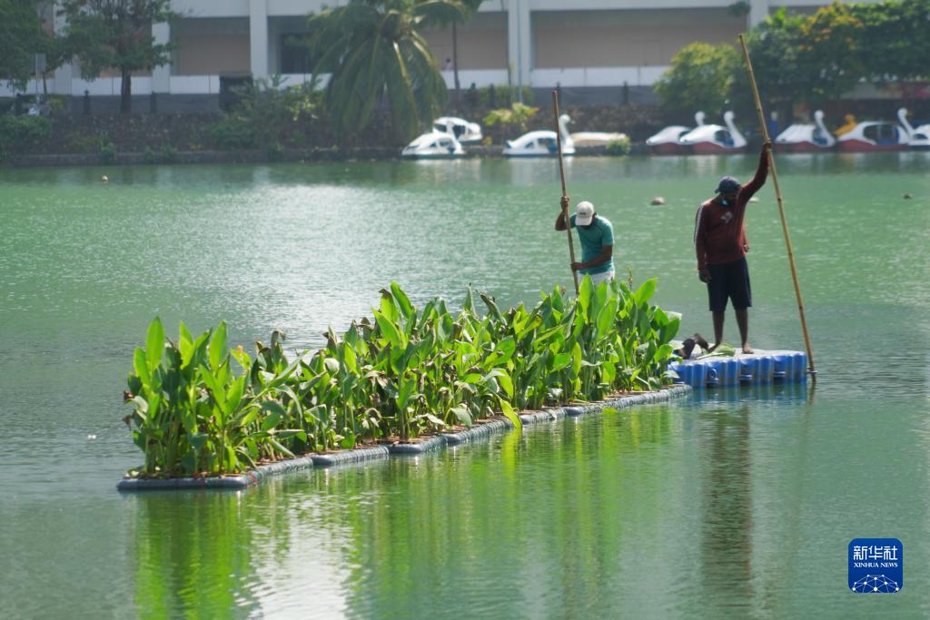 9月19日，在斯里兰卡科伦坡贝拉湖，当地工作人员正在对生态浮岛进行维护。新华社记者 唐璐 摄
