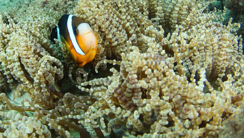 这是在分界洲岛海域拍摄的海葵内的小丑鱼（9月29日摄）。
