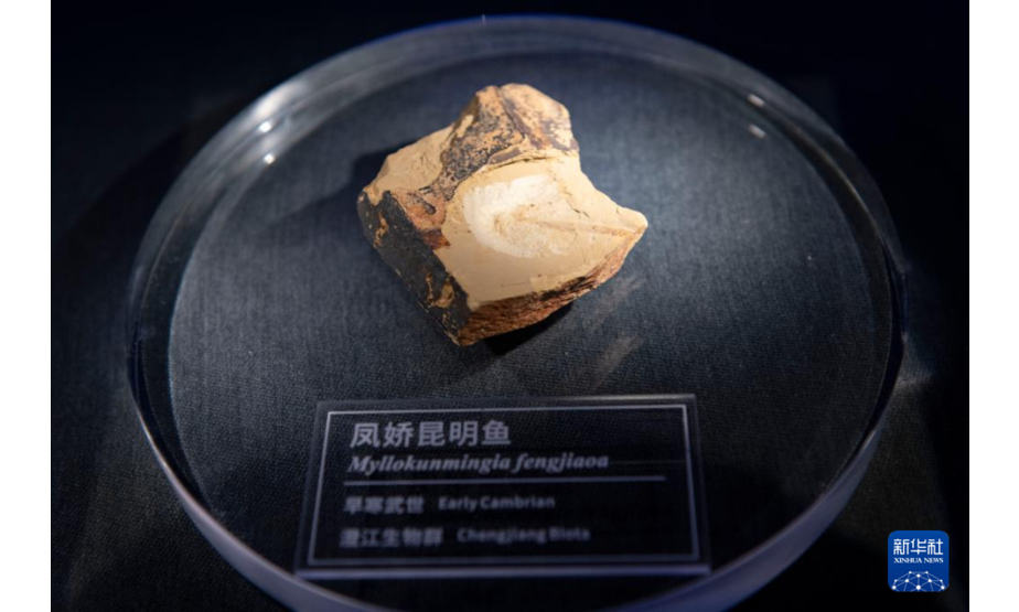 10月14日在澄江化石地世界自然遗产博物馆拍摄的凤娇昆明鱼化石。新华社记者 陈欣波 摄
