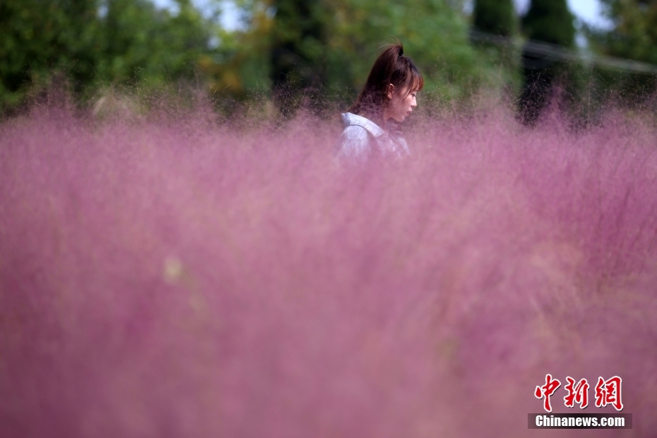 图为市民在粉黛乱子草中间过道上拍摄照片。 中新社记者 泱波 摄