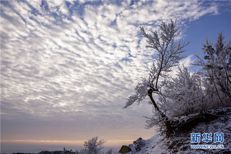  11月29日，在霍山县大化坪镇青枫岭村拍摄的雾凇景观。