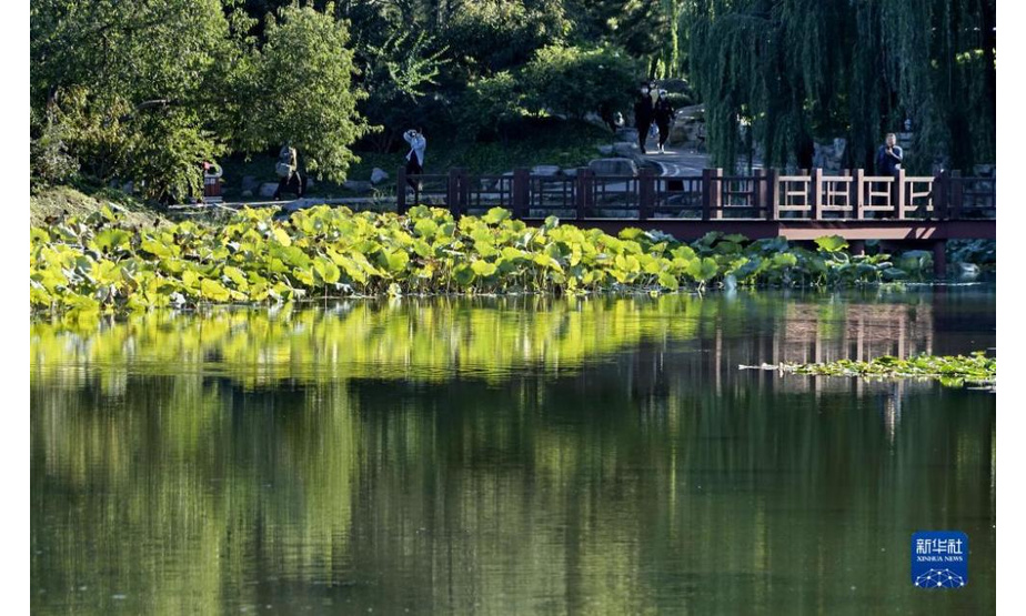 10月11日拍摄的圆明园一角。当日，北京秋高气爽，圆明园遗址公园水波潋滟，景色宜人。新华社记者 李欣 摄