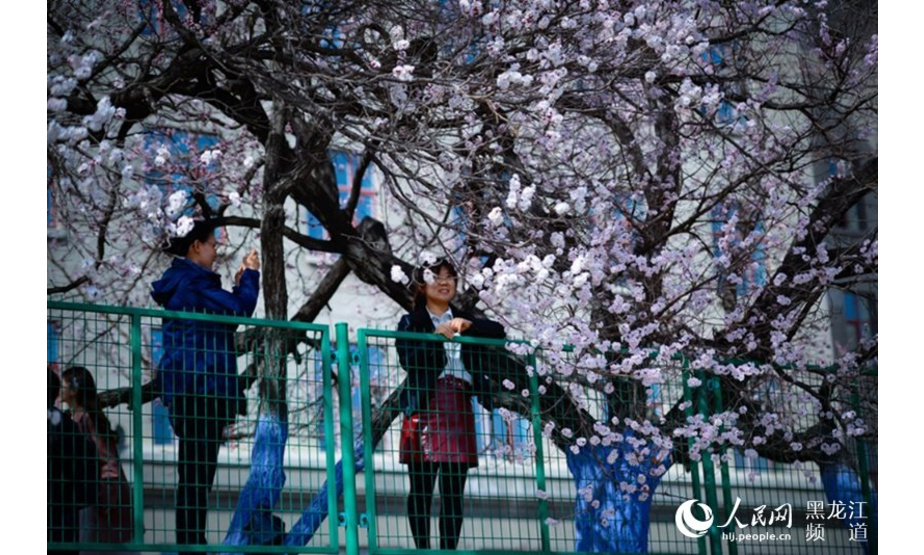 人民网哈尔滨4月23日电（焦洋）百花争春，冰城杏花开。近日，哈尔滨工程大学校园内的杏花竞相开放，由白色粉色红色绘制成的花海吸引着市民和游客前来赏花，也成为摄影爱好者必到的“打卡”地。每年的四月末至五月初，哈工程校园里的杏花长廊都会成为哈尔滨市的热门游春景点。

据气象部门预测，本周哈尔滨以大风天气居多。24日夜间或有分散性阵雨或雨夹雪，想要一睹杏花林的游客，没准会赶上一场“杏花雨”。

图片由殷亮拍摄。