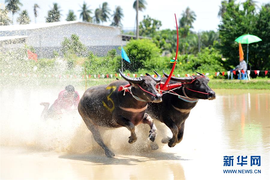 7月13日，在泰国春武里府赛牛节上，参赛者驾驭水牛参加比赛。新华社发（拉亨摄）