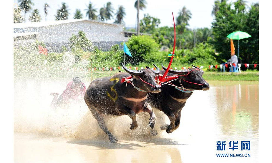7月13日，在泰国春武里府赛牛节上，参赛者驾驭水牛参加比赛。新华社发（拉亨摄）