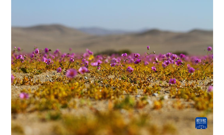 10月13日，智利北部阿塔卡马沙漠中鲜花盛开。

　　在冬季降水量较多的年份，开春之后，阿塔卡马沙漠最南部靠近海岸的地方会有很多沙漠植物发芽、开花。由于今年6月至8月阿塔卡马沙漠南缘经历了几场降水，春季到来时，这里便绽放出大片的花毯。“开花的沙漠”这一现象作为智利北部春季偶有出现的美景，吸引了各地的旅游者，也为当地科学家研究耐旱植物特性、利用基因技术发展耐旱作物提供了“天然实验室”。

　　新华社发