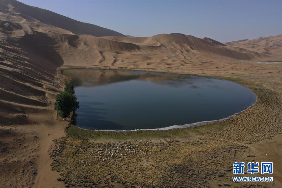 5月30日，羊群在巴丹吉林沙漠一处沙漠湖泊的湖畔休憩（无人机照片）。新华社记者 徐钦 摄
