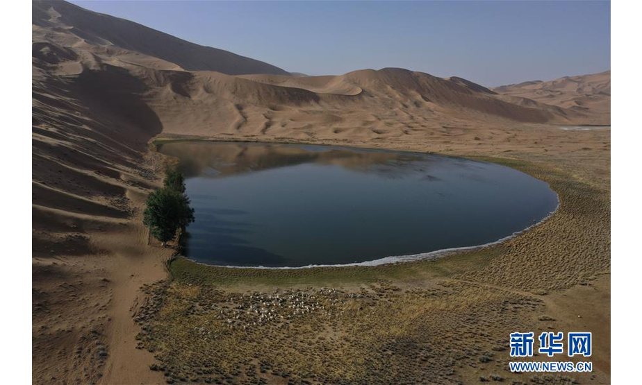 5月30日，羊群在巴丹吉林沙漠一处沙漠湖泊的湖畔休憩（无人机照片）。新华社记者 徐钦 摄