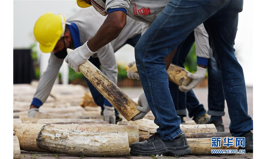8月11日，在新加坡举行的象牙销毁活动现场，工作人员搬运待销毁的象牙。 当日，新加坡销毁近9吨走私象牙。 新华社发（邓智炜摄）