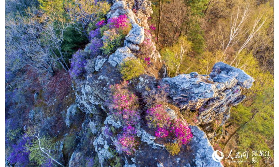 人民网哈尔滨5月13日电 坐落在黑龙江省东方红林区的神顶峰是完达山脉主峰，海拔831米。其山脚下的百花山山势陡峭、怪石嶙峋。近日，映山红美丽绽放，在悬崖峭壁上形成了奇特的风景。

映山红属杜鹃花科植物，有红色、淡红色、杏红色等颜色，繁茂艳丽，每簇有2~6朵花，呈漏斗形。

神顶峰下的映山红，大都在每年的五月上旬盛开，它是龙江森工的一道美丽风景。这期间，摄影爱好者们都会把握住花期，用镜头记录下这份美好。（焦洋、郑晓兵）