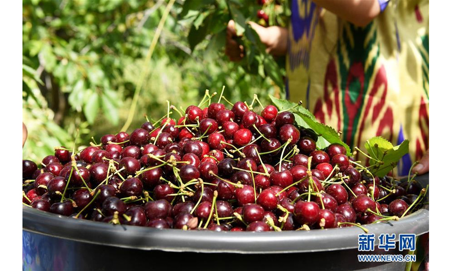 这是6月12日在塔吉克斯坦首都杜尚别以西的吉萨尔樱桃园拍摄的樱桃。新华社记者沙达提摄
